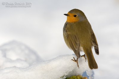 European Robin (Erithacus rubecula)