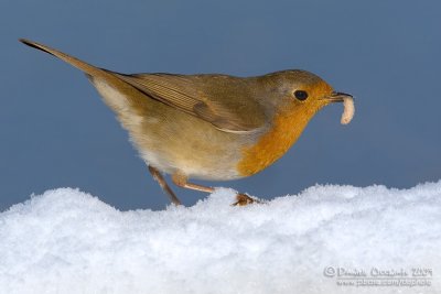 European Robin (Erithacus rubecula)