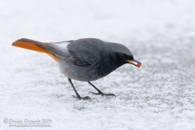 Black Redstart (Phoenicurus ochruros ssp gibraltariensis)