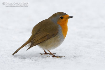 European Robin (Erithacus rubecula)