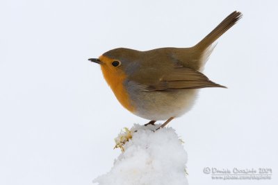 European Robin (Erithacus rubecula)