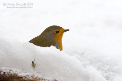 European Robin (Erithacus rubecula)