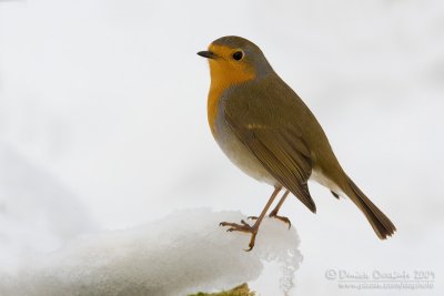 European Robin (Erithacus rubecula)