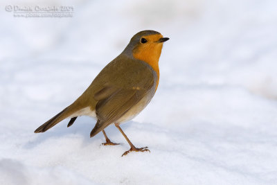 European Robin (Erithacus rubecula)