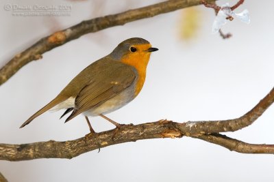 European Robin (Erithacus rubecula)