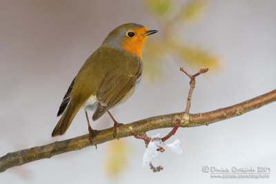 European Robin (Erithacus rubecula)