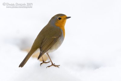 European Robin (Erithacus rubecula)