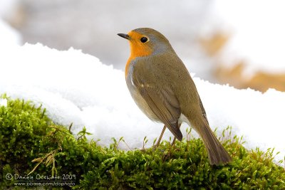 European Robin (Erithacus rubecula)