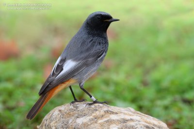 Black Redstart (Phoenicurus ochruros ssp gibraltariensis)