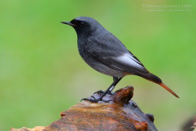 Black Redstart (Phoenicurus ochruros ssp gibraltariensis)