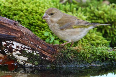 Eurasian Greenfinch (Carduelis chloris)