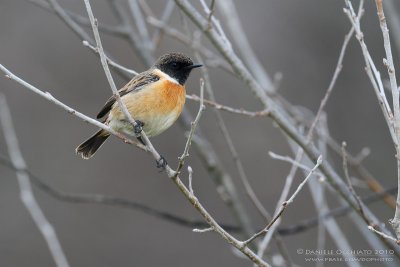 European Stonechat (Saxicola rubicola)