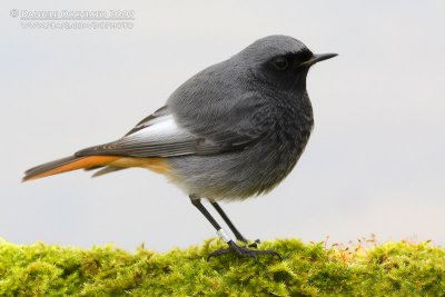 Black Redstart (Phoenicurus ochruros ssp gibraltariensis)