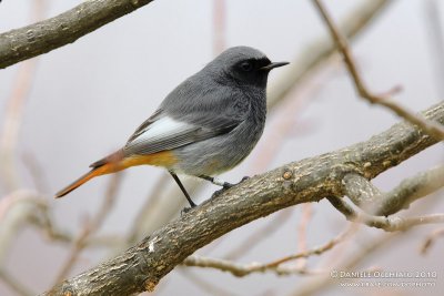 Black Redstart (Phoenicurus ochruros ssp gibraltariensis)