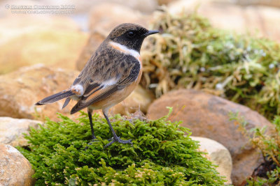 European Stonechat (Saxicola rubicola)