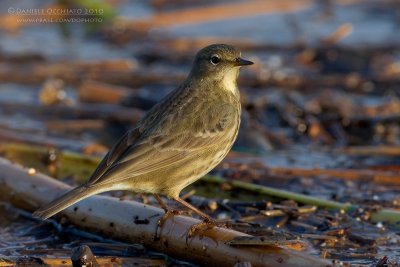 Rock Pipit (Anthus petrosus)