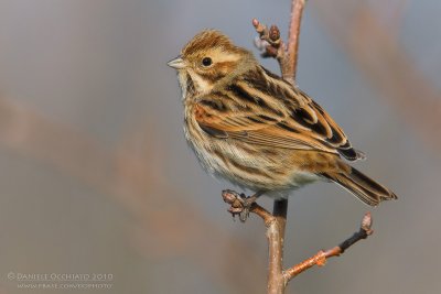 Reed Bunting (Emberiza schoeniclus)