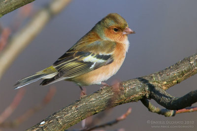 Chaffinch (Fringilla coelebs)