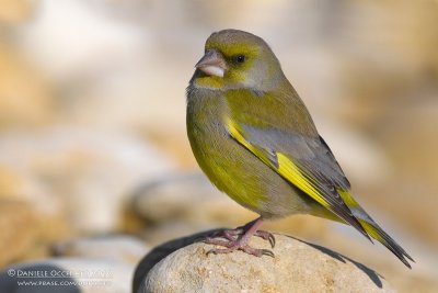 Greenfinch (Carduelis chloris)