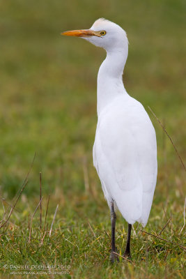 Cattle Egret (Bubulcus ibis)
