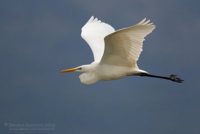 Great White Egret (Casmerodius albus)