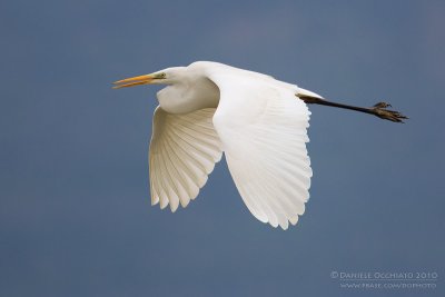 Great White Egret (Casmerodius albus)