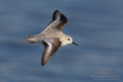 Sanderling (Calidris alba)