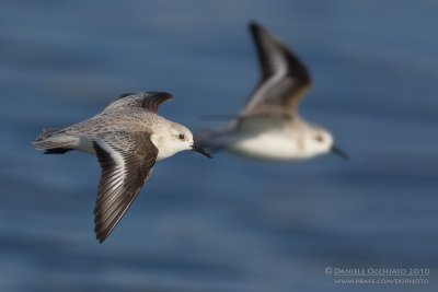 Sanderling (Calidris alba)