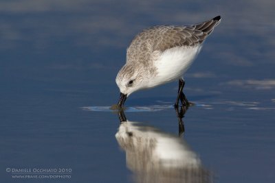 Sanderling (Calidris alba)