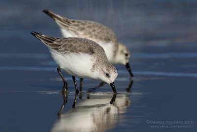 Sanderling (Calidris alba)