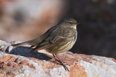 Rock Pipit (Anthus petrosus)