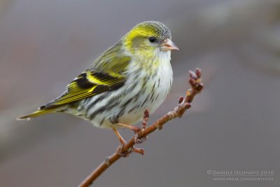 Eurasian Siskin (Carduelis spinus)