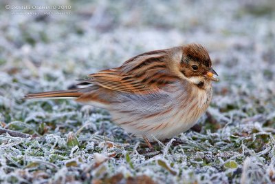 Reed Bunting (Emberiza schoeniclus)