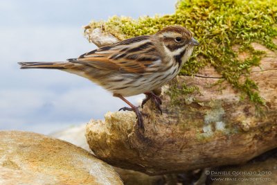 Reed Bunting (Emberiza schoeniclus)