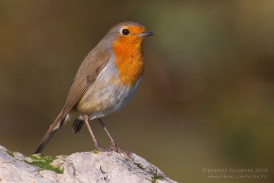 European Robin (Erithacus rubecula)