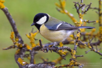 Great Tit (Parus major)