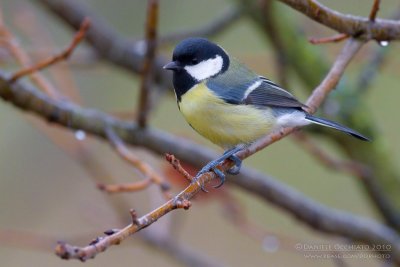 Great Tit (Parus major)