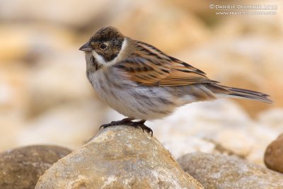 Reed Bunting (Emberiza schoeniclus)