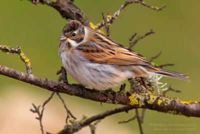 Reed Bunting (Emberiza schoeniclus)