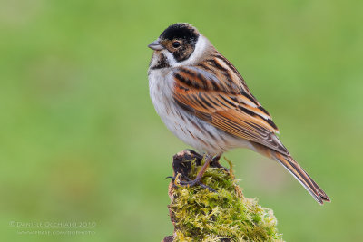 Reed Bunting (Emberiza schoeniclus)