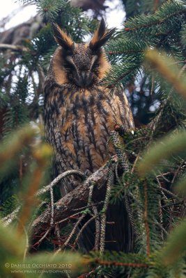 Long-eared Owl (Asio otus)