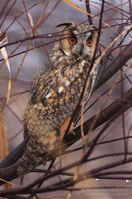 Long-eared Owl (Asio otus)