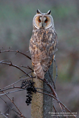 Long-eared Owl (Gufo comune)
