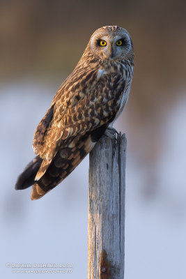 Short-eared Owl (Asio flammeus)