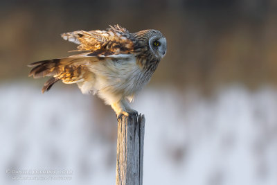 Short-eared Owl (Asio flammeus)