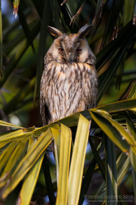 Long-eared Owl (Asio otus)