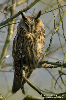 Long-eared Owl (Asio otus)