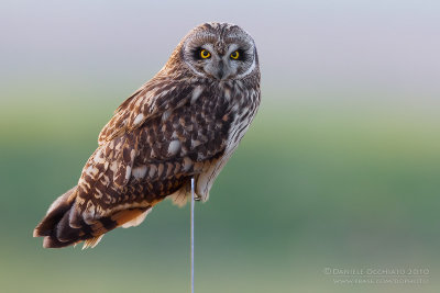 Short-eared Owl (Asio flammeus)