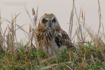 Short-eared Owl (Asio flammeus)