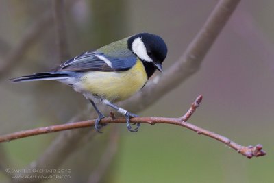 Great Tit (Parus major)